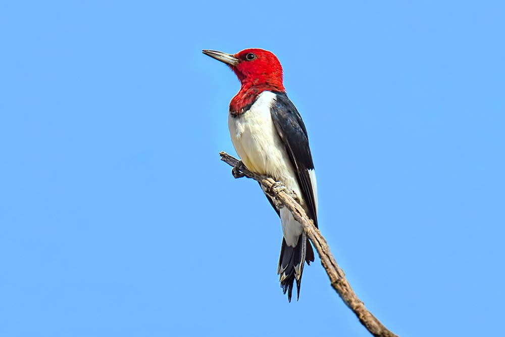 7 Species of Woodpeckers In Iowa (With Pictures) Optics Mag