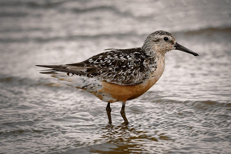 red knot shorebird