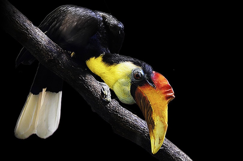 rhinoceros hornbill bird in a black background