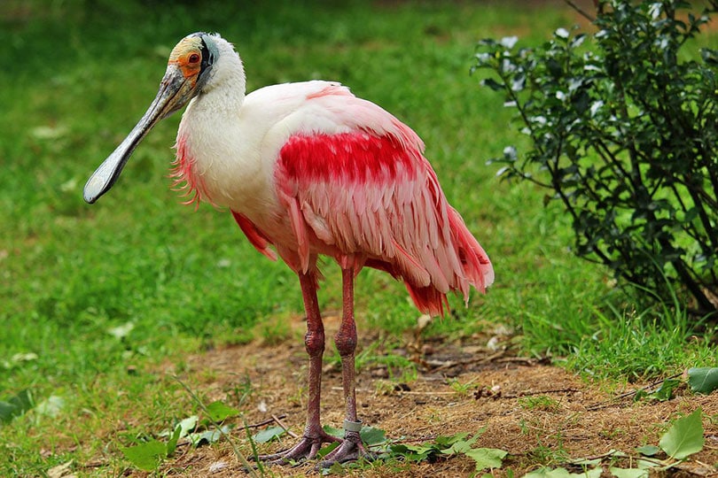 roseate spoonbill bird in the yard