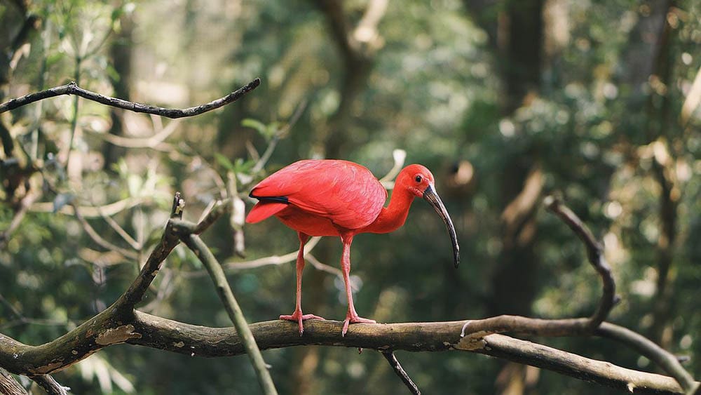 scarlet ibis perched on a tree