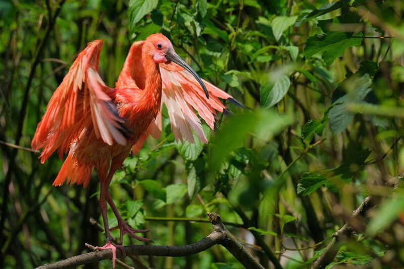 scarlet ibis spread wings