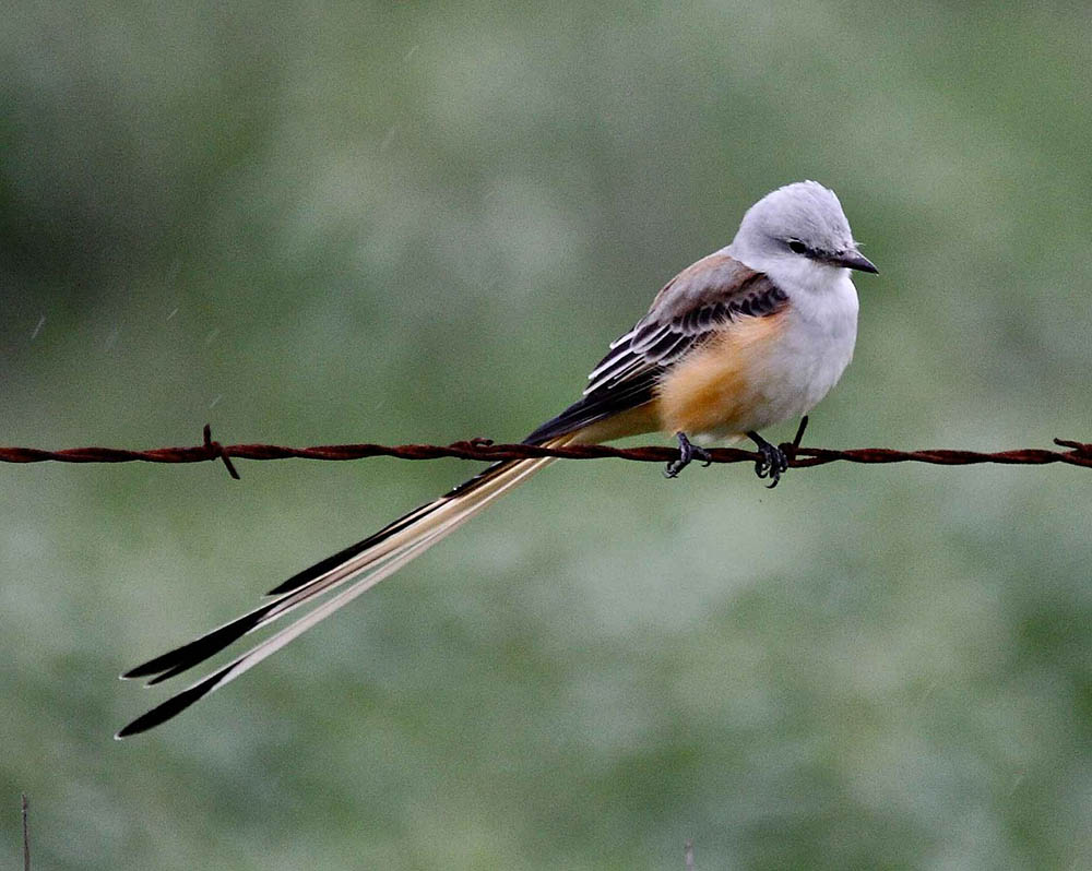 scissor-tail flycatcher perched on wire fence