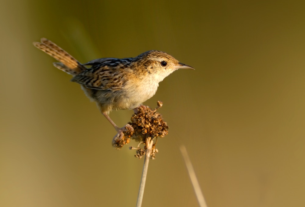 22 Common Backyard Birds in Arkansas (with Pictures) Optics Mag
