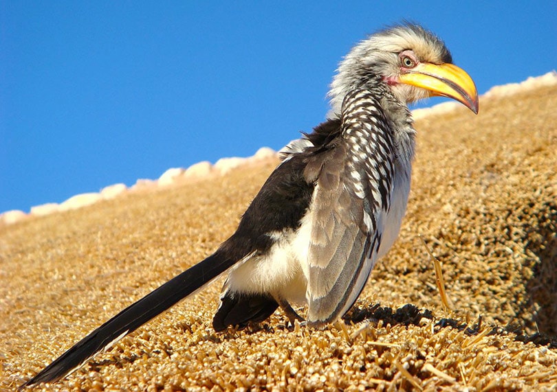 southern yellow-billed hornbill bird