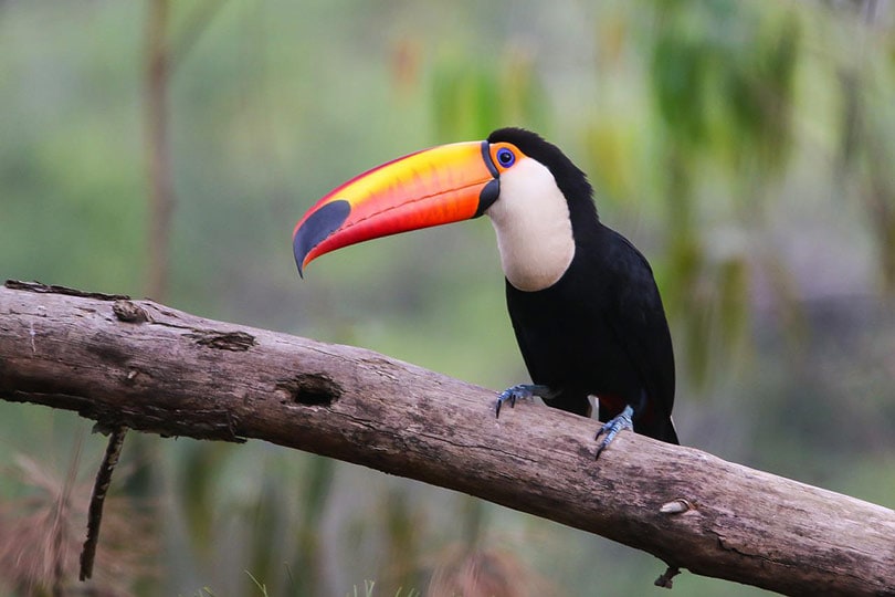 toco toucan bird perching on a tree branch
