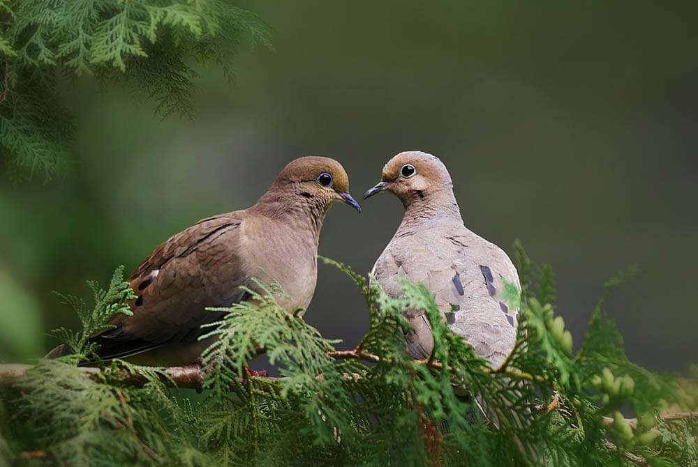 two mourning doves perched