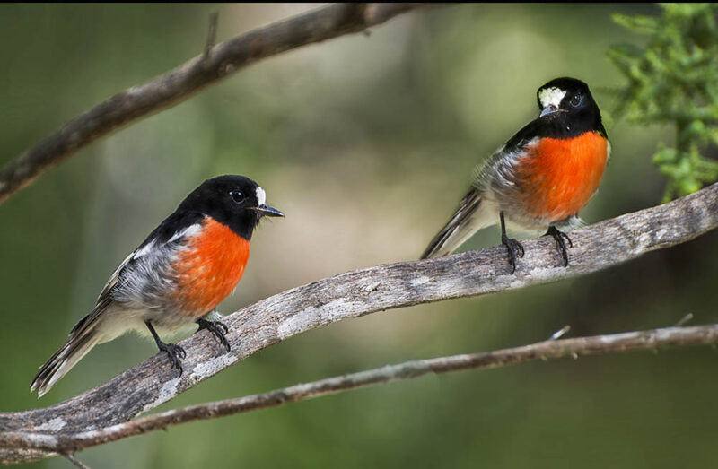two Scarlet Robins perched on a branch