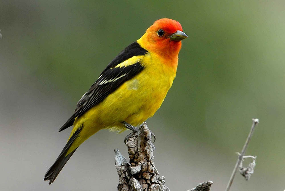 western tanager perched