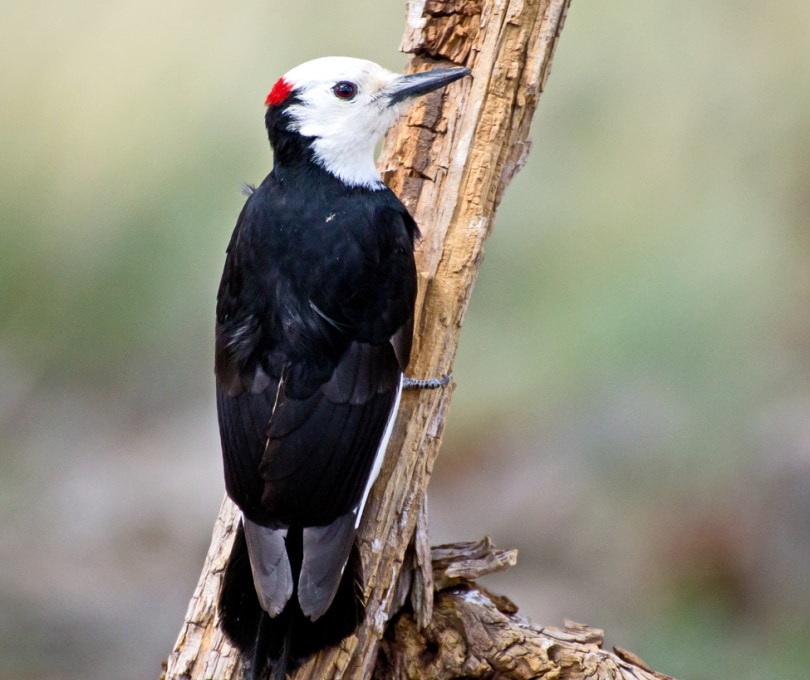 white headed woodpecker