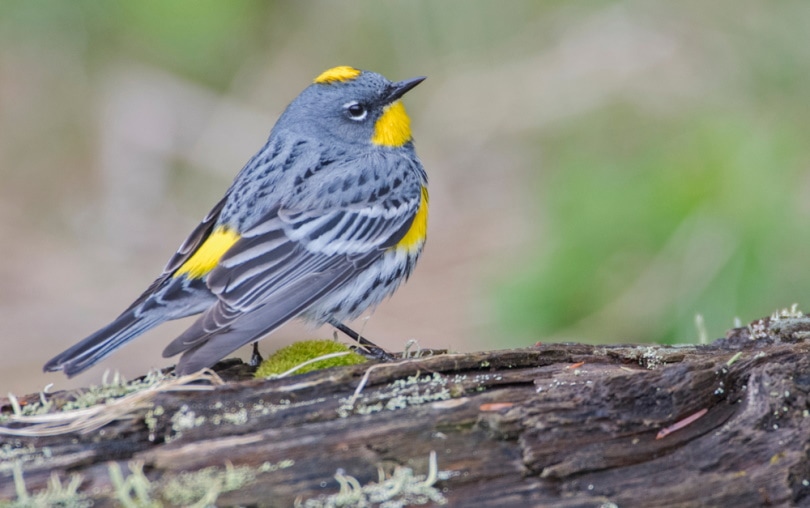 yellow rumped warbler