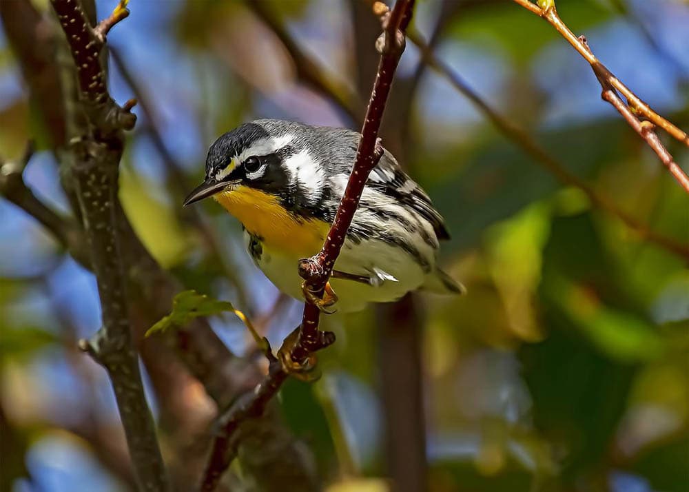 yellow-throated warbler perched on a branch