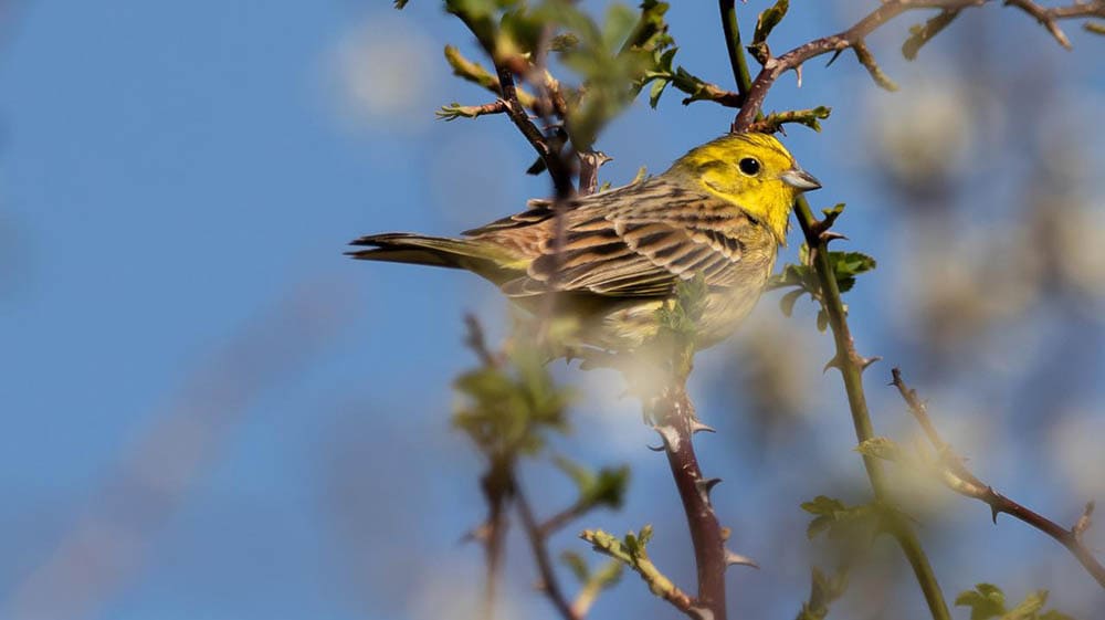 yellowhammer perched on tree
