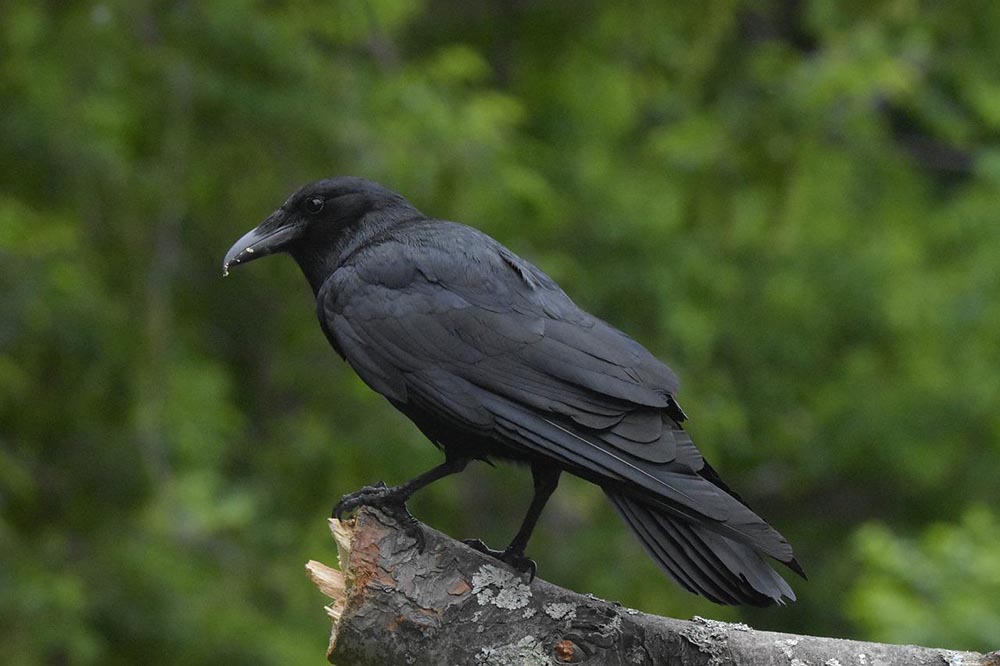 American Crow eating