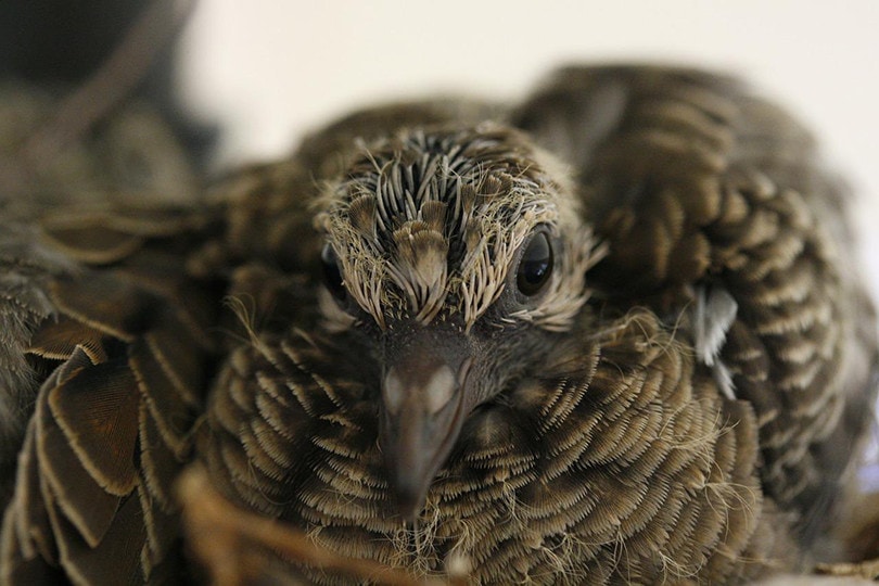 Baby Mourning Dove