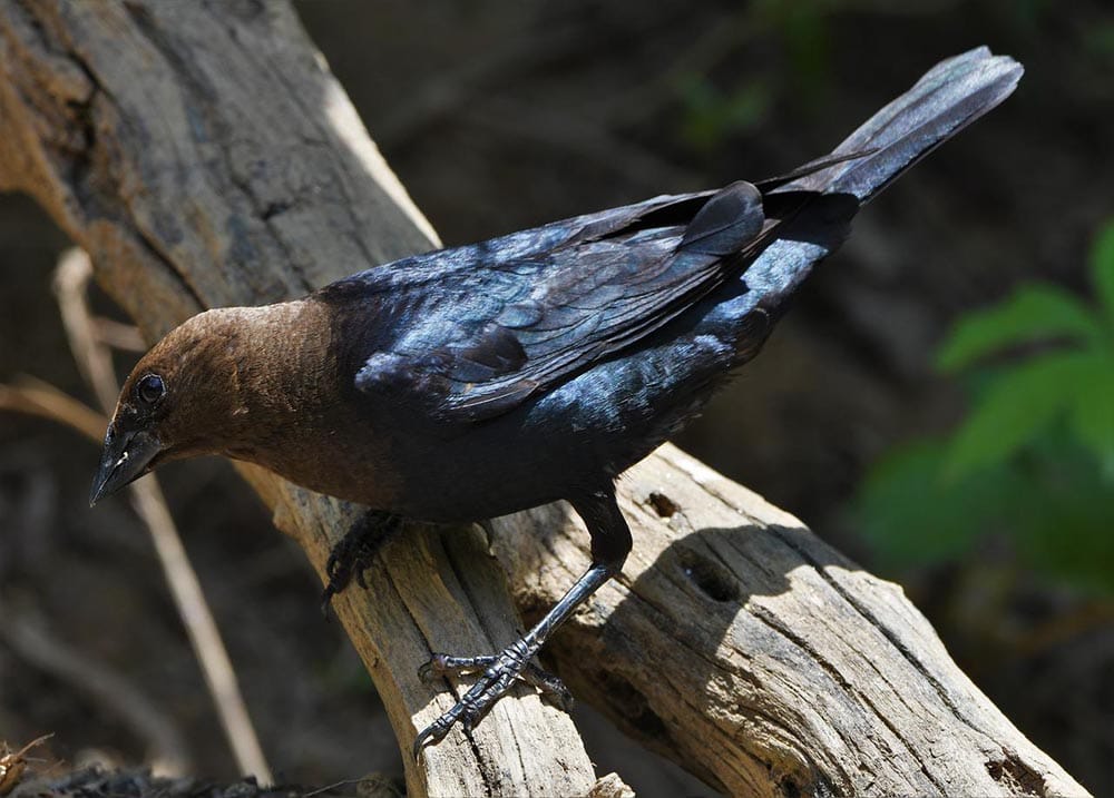 10 Types of Black Birds in Oklahoma (With Pictures) Optics Mag