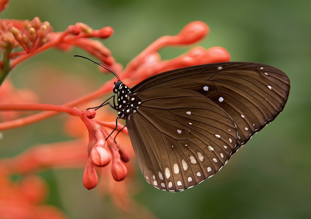 Butterfly Wings
