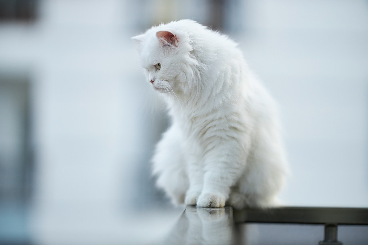 Cat’s Paw