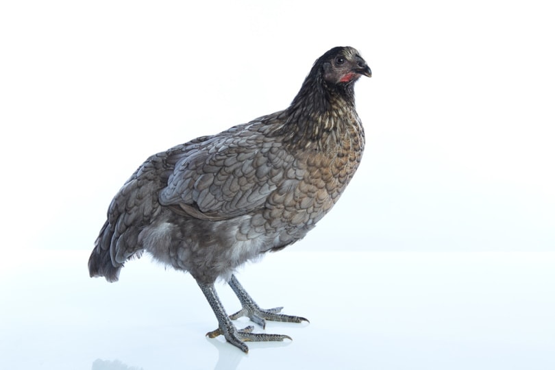 Delaware blue hen chicken