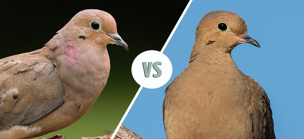 Male vs Female Mourning Dove