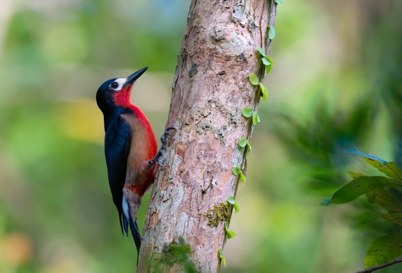 Puerto Rican Woodpecker