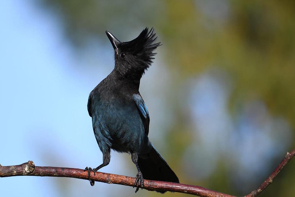 Steller’s Jay perched