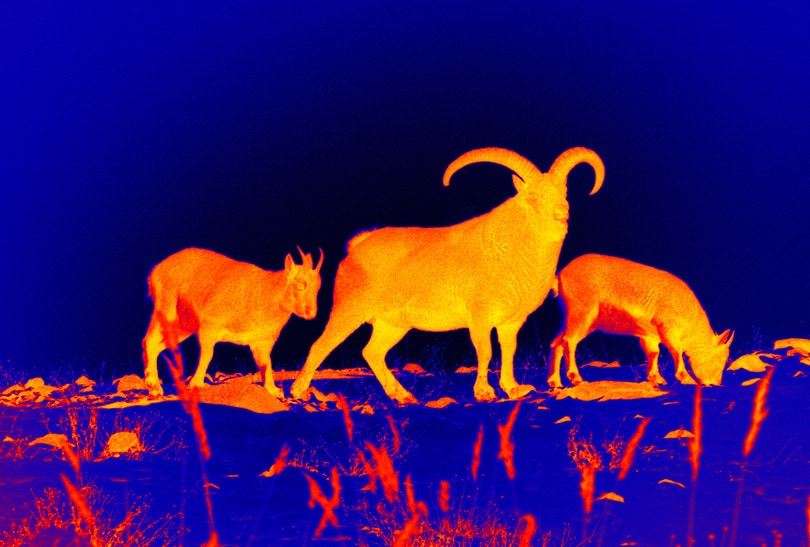 Thermal Scopes