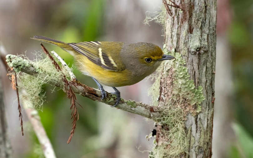 White eyed vireo
