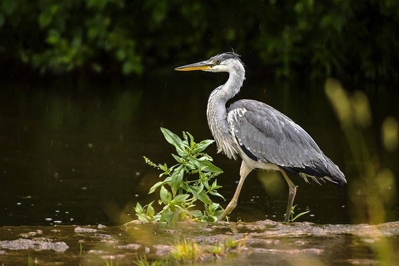 a great blue heron on a lake