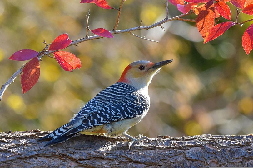 a red bellied woodpecker peching on a tree branch