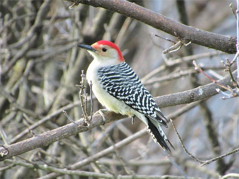 a red bellied woodpecker perching