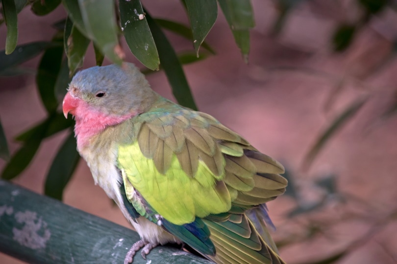 alexandra's parrot