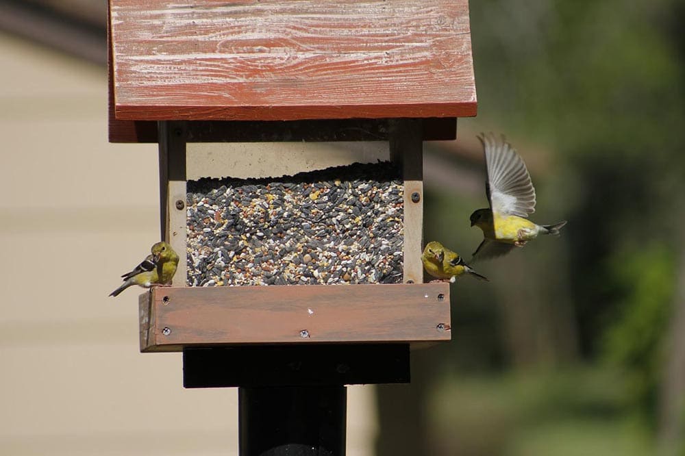 american goldfinch birds on bird feeder