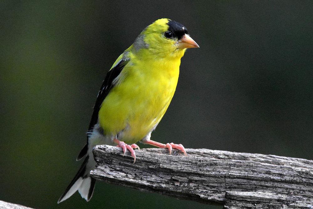 american goldfinch perched on a branch