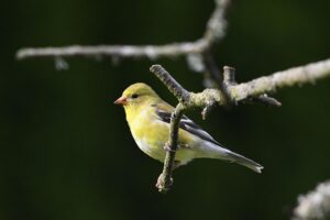 American Goldfinch: Field Guide, Pictures, Habitat & Info - Optics Mag