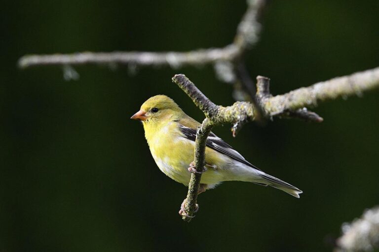 American Goldfinch: Field Guide, Pictures, Habitat & Info - Optics Mag