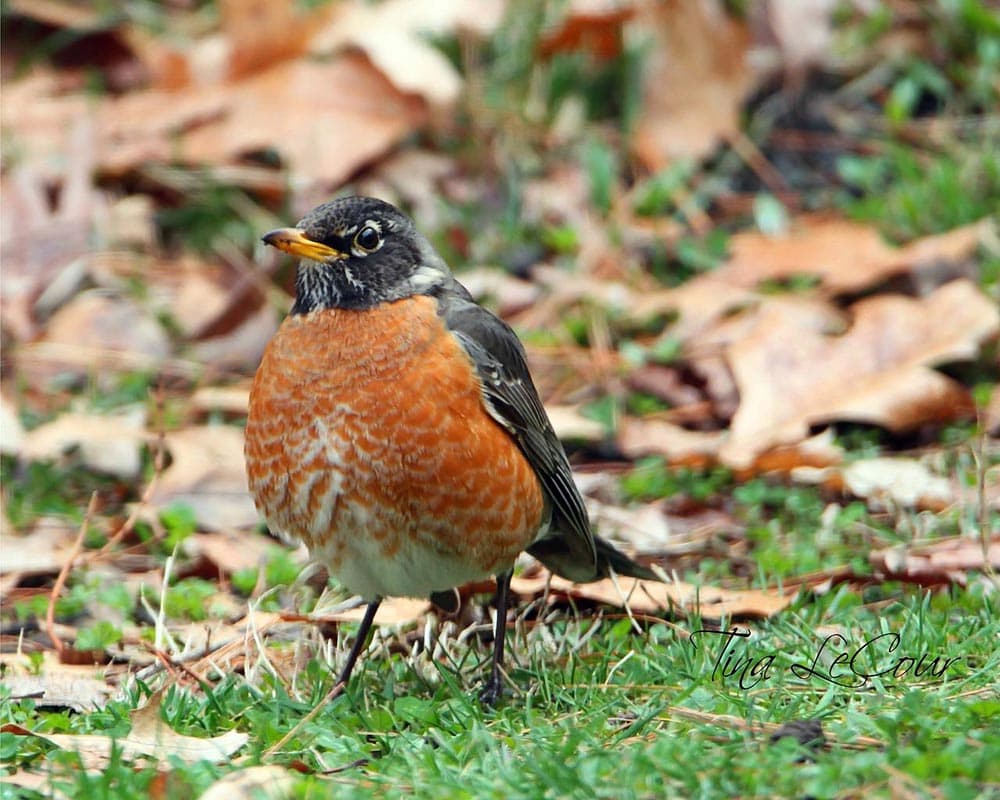 american robin on the grass