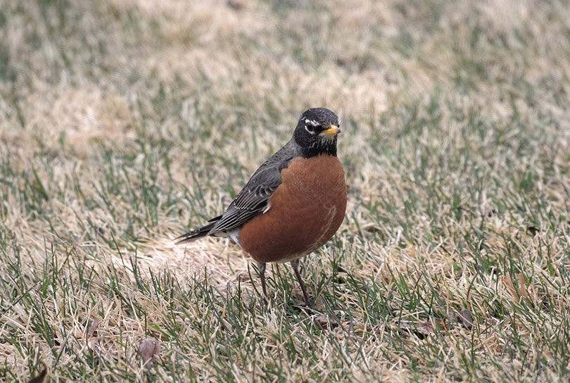 an american robin bird on grass