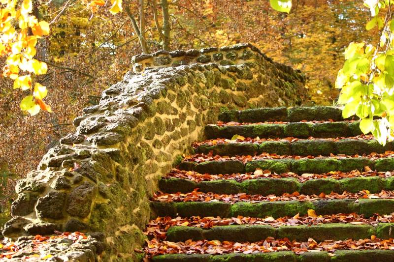 autumn leaves on steps