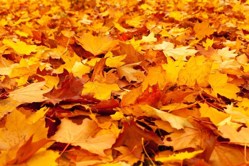 autumn leaves on the ground
