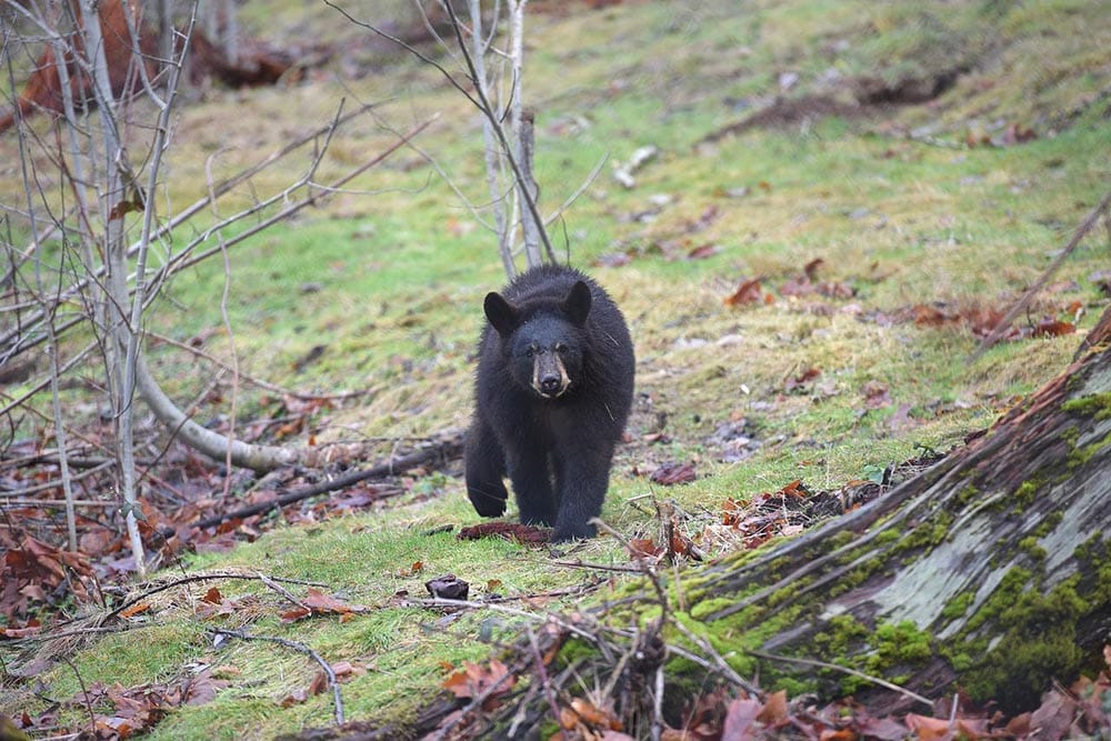 black bear approaching