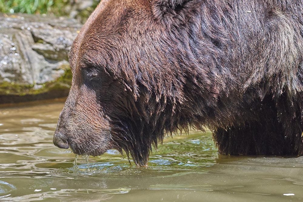 black bear drinking water