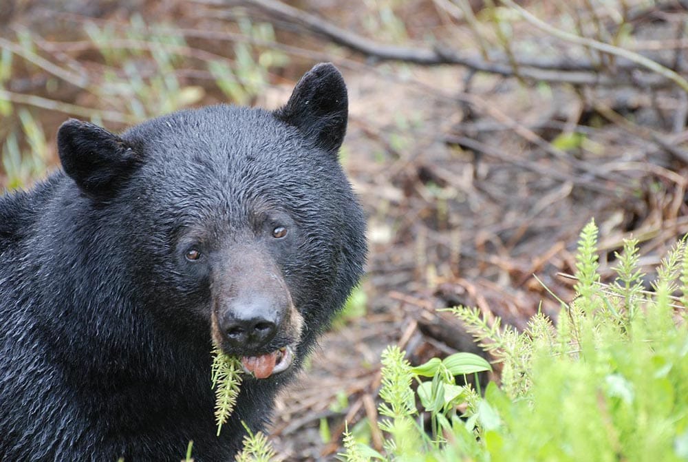 black bear eating