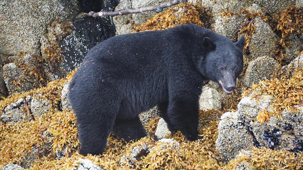 black bear in the wilderness