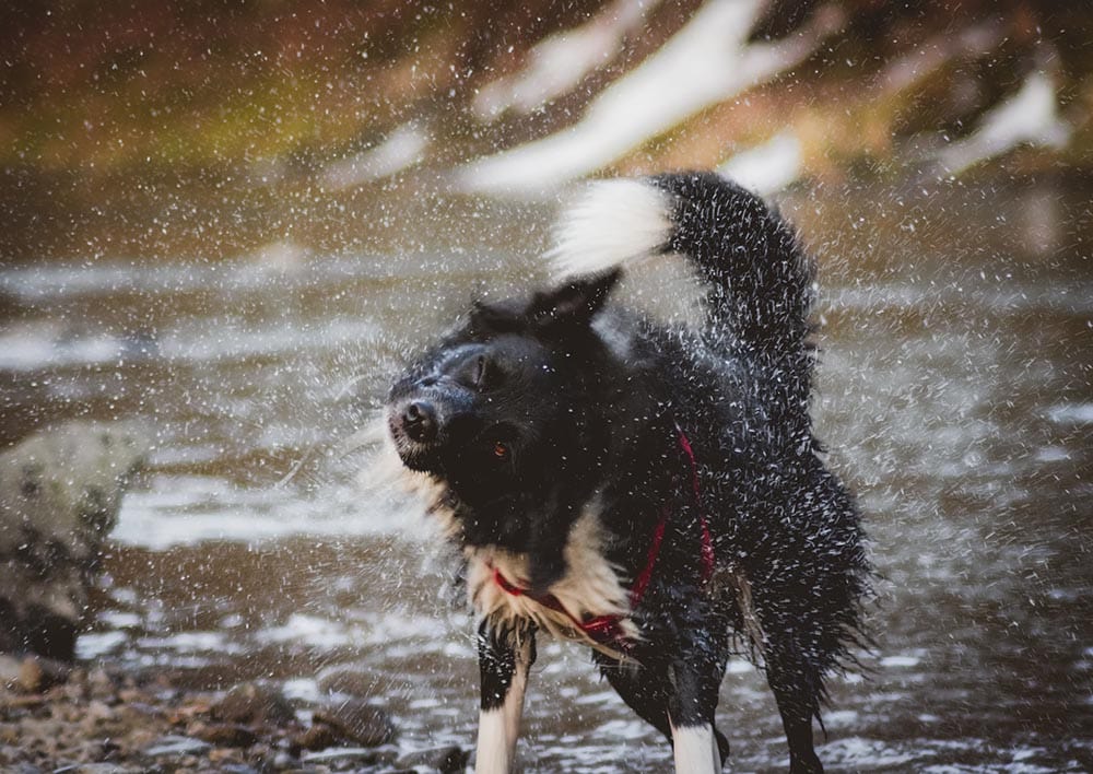 black dog shaking