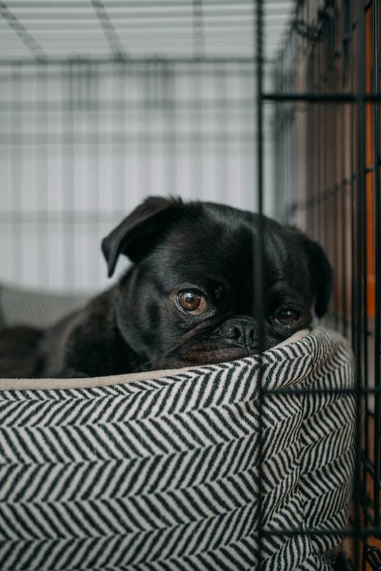 black pug hiding