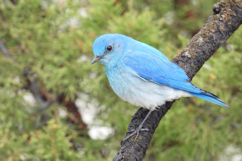 blue bird perching