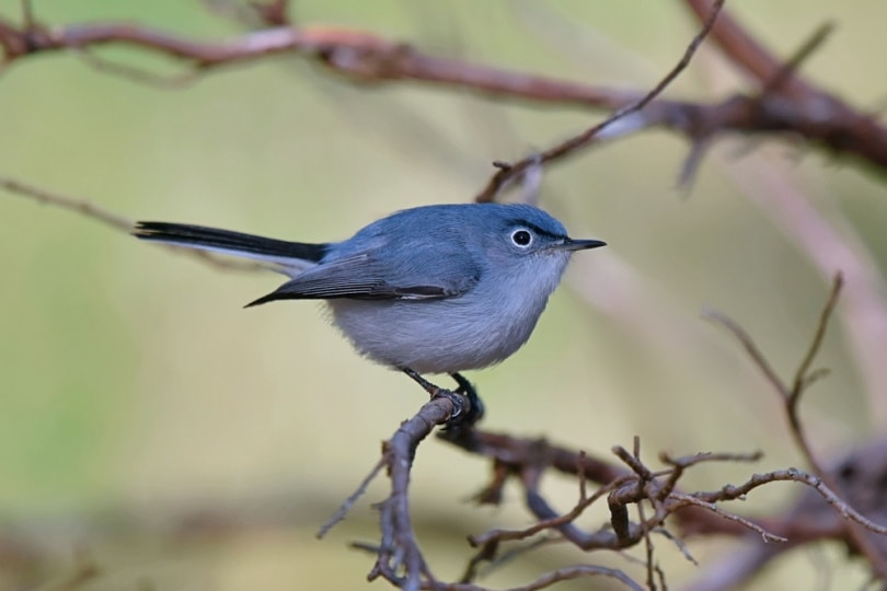 22 Common Backyard Birds in Mississippi (With Pictures) Optics Mag