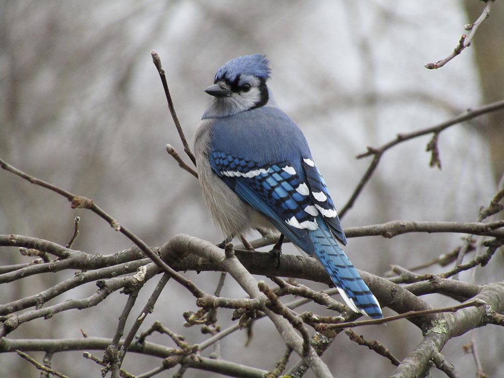 blue jay perched on leafless tree