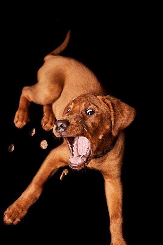 brown dog catching treats